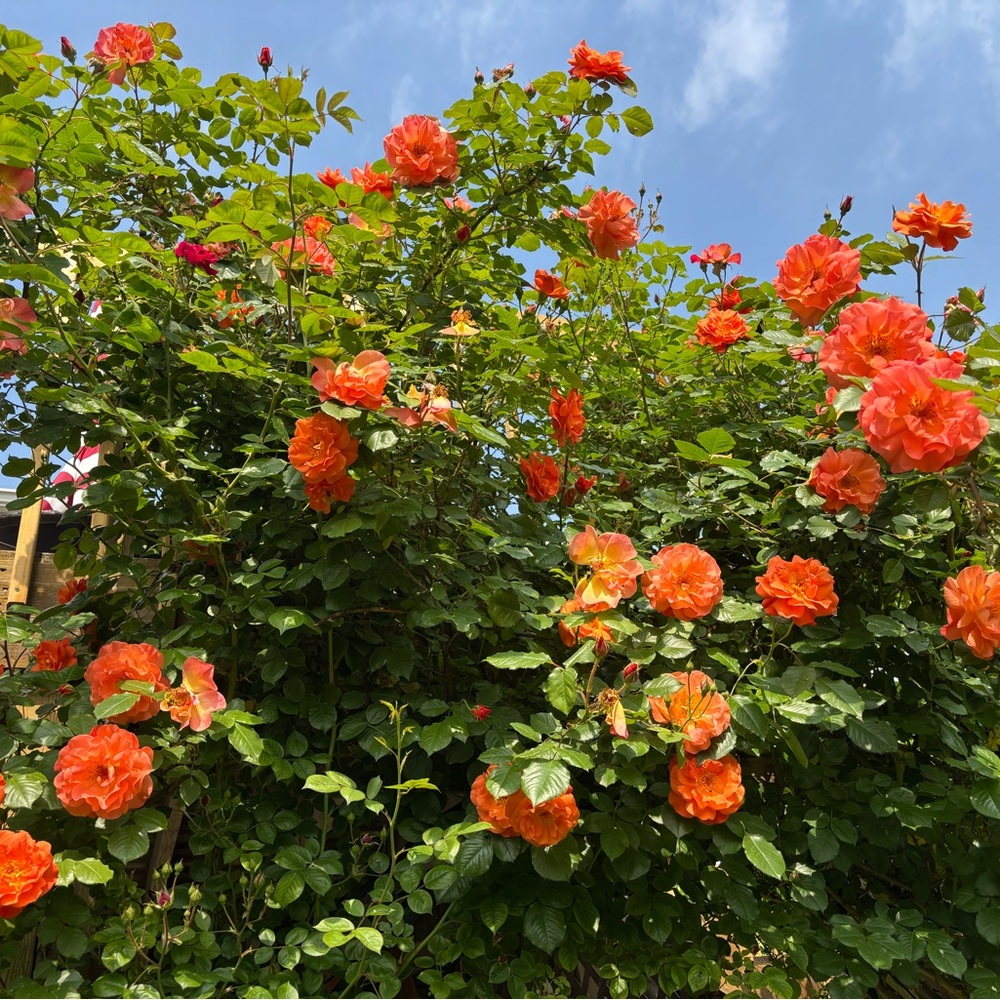 Meet your Posher, Elena